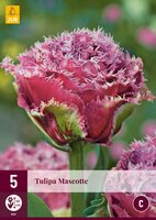 Tulipa mascotte 5 stuks