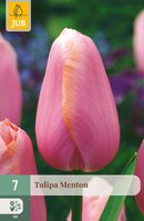 Tulipa Menton, 7 stuks