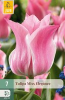 Tulipa Miss Elegance, 7 stuks