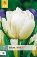 Tulipa Mondial, 7 stuks
