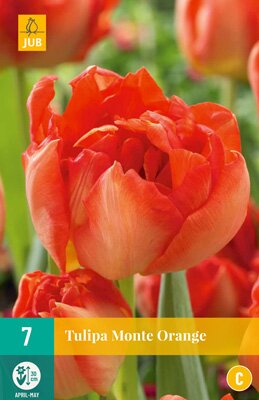 Tulipa monte orange 7 stuks