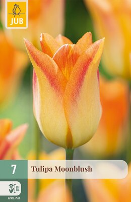 Tulipa Moonblush, 7 stuks