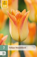 Tulipa Moonblush, 7 stuks