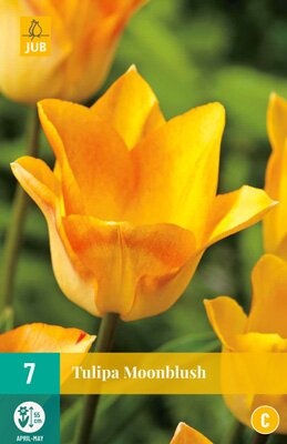 Tulipa moonblush 7 stuks