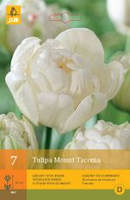 Tulipa mount tacoma 7st - afbeelding 4