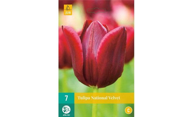 Tulipa national velvet 7st