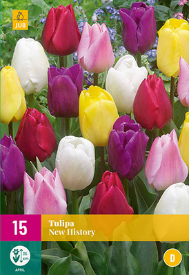 Tulipa new history 15st