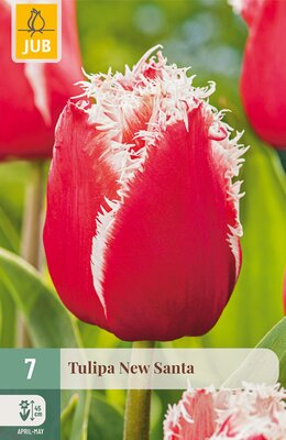 Tulipa New Santa, 7 stuks