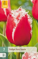 Tulipa New Santa, 7 stuks