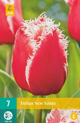 Tulipa new santa 7 stuks