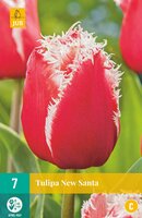 Tulipa new santa 7 stuks