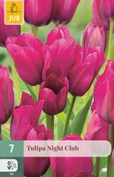 Tulipa Night Club, 7 stuks
