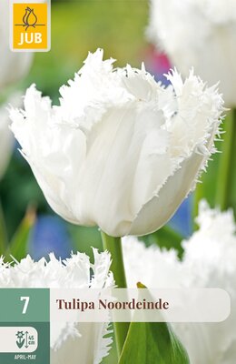 Tulipa Noordeinde, 7 stuks