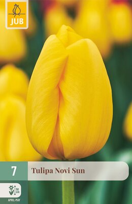 Tulipa Novi Sun, 7 stuks