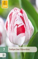 Tulipa One Direction, 7 stuks