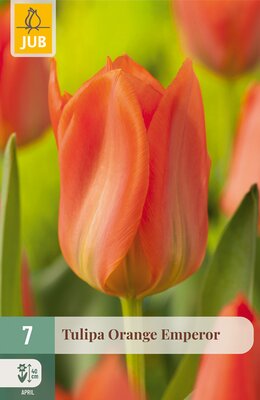 Tulipa Orange Emperor, 7 stuks