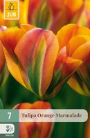 Tulipa Orange Marmalade, 7 stuks