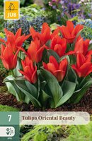 Tulipa Oriental Beauty, 7 stuks