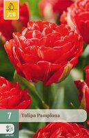 Tulipa Pamplona, 7 stuks