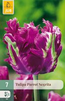 Tulipa Parrot Negrita, 7 stuks