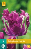 Tulipa parrot negrita 7 stuks