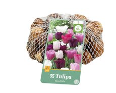 Tulipa Pastel Mix, 35 stuks