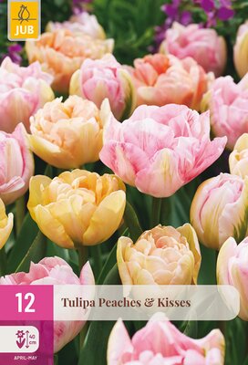 Tulipa Peaches & Kisses, 12 stuks