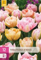 Tulipa Peaches & Kisses, 12 stuks