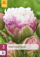 Tulipa Peggy Wonder, 3 stuks