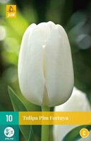 Tulipa pim fortuyn 10st - afbeelding 1