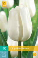 Tulipa pim fortuyn 10st - afbeelding 2