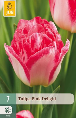 Tulipa Pink Delight, 7 stuks