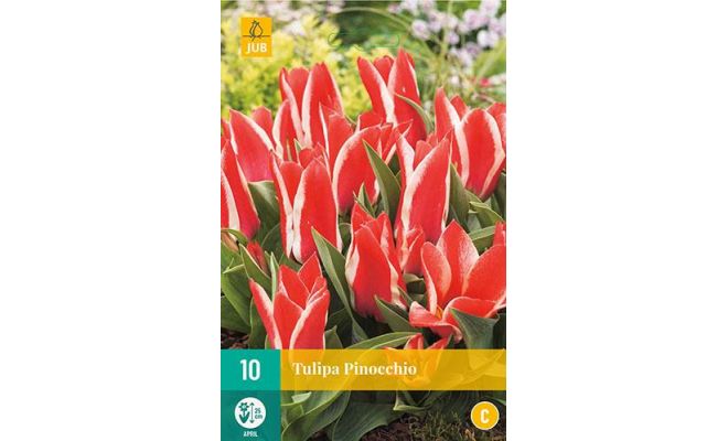 Tulipa pinocchio 10st - afbeelding 1