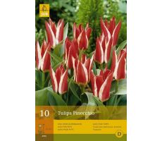 Tulipa pinocchio 10st - afbeelding 2