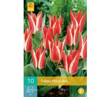 Tulipa pinocchio 10st - afbeelding 3