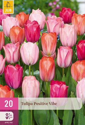 Tulipa Positive Vibe, 20 stuks