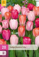 Tulipa Positive Vibe, 20 stuks