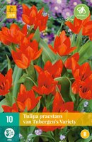 Tulipa pr.van tubergens var. 10 stuks