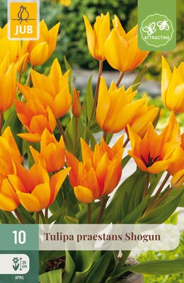 Tulipa praestans Shogun, 10 stuks