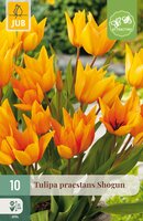 Tulipa praestans Shogun, 10 stuks
