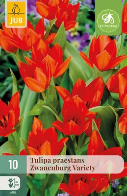 Tulipa praestans Zwanenburg var., 10 stuks
