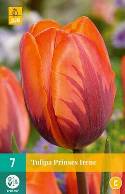 Tulipa prinses irene 7st - afbeelding 1