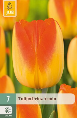 Tulipa Prinz Armin, 7 stuks