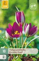 Tulipa pulch. Persian Pearl, 10 stuks