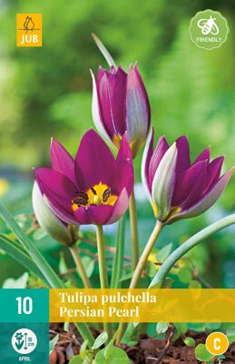 Tulipa pulchella persian pearl 10 stuks