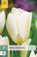 Tulipa Purissima, 7 stuks