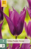 Tulipa Purple Dream, 7 stuks