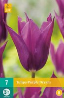 Tulipa purple dream 7 stuks
