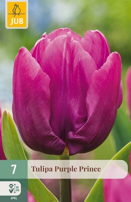 Tulipa Purple Prince, 7 stuks