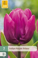 Tulipa Purple Prince, 7 stuks